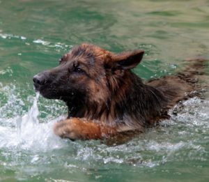 Angst voor water H2Ond - hondenzwemmen.com Angst voor water H2Ond - hondenzwemmen.com